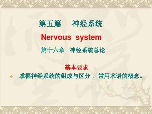 《脊髓》PPT课件
