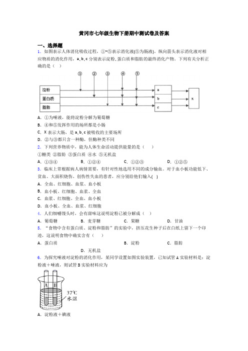 黄冈市七年级生物下册期中测试卷及答案