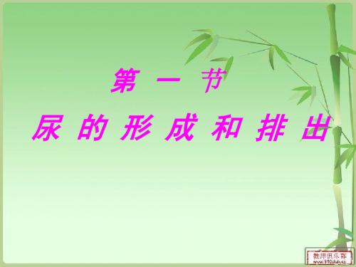七年级生物下册《尿的形成和排出》课件