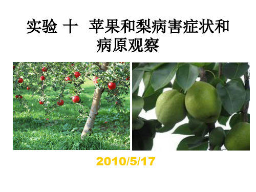 苹果和梨病害