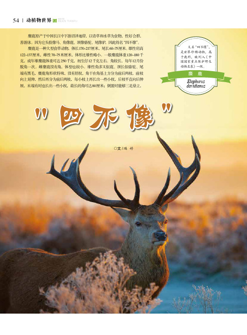 四不像