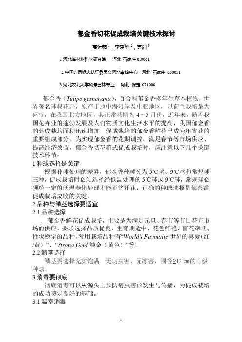郁金香切花促成栽培关键技术探讨