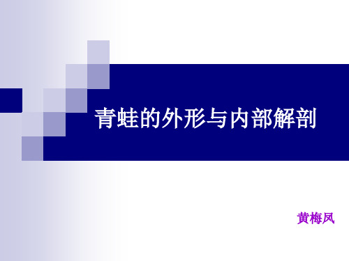 青蛙