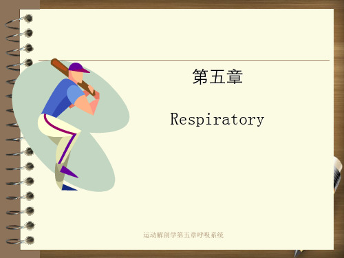 运动解剖学第五章呼吸系统