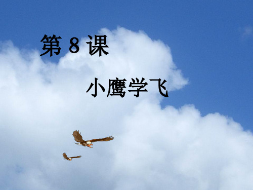 8小鹰学飞