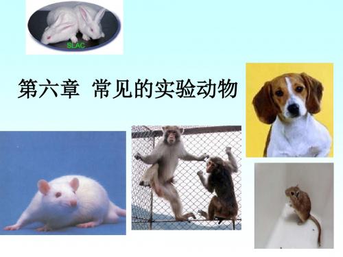 No6常见的实验动物