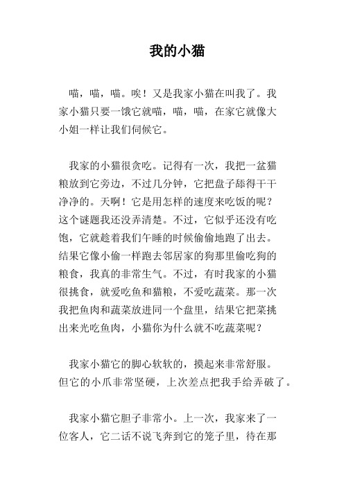 我的小猫