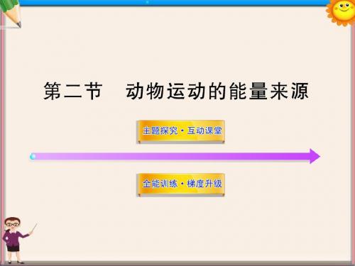 八年级生物上册 第十六章 第二节 动物运动的能量来源课件 苏教版