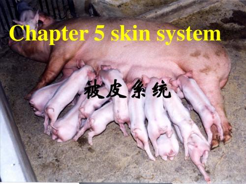 被皮系统