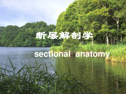 断层解剖学