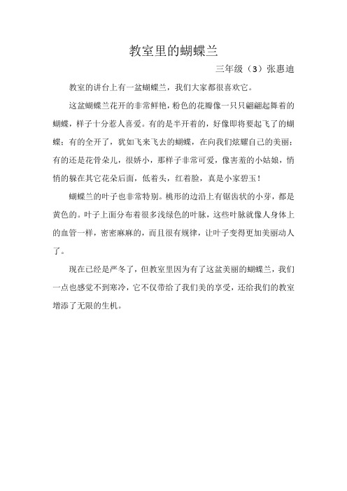 教室里的蝴蝶兰