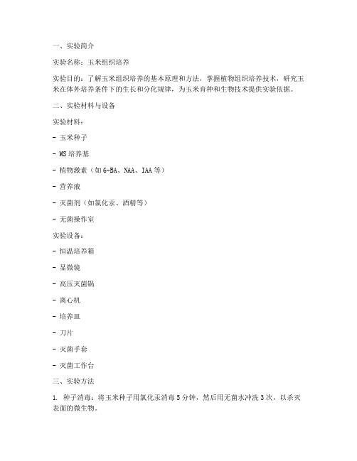 玉米组培实验报告