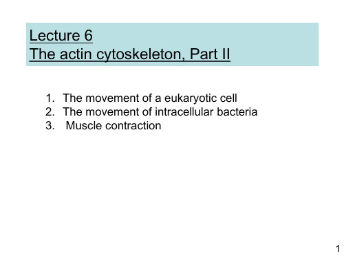 (英文)细胞生物学lecture6-肌动蛋白细胞骨架