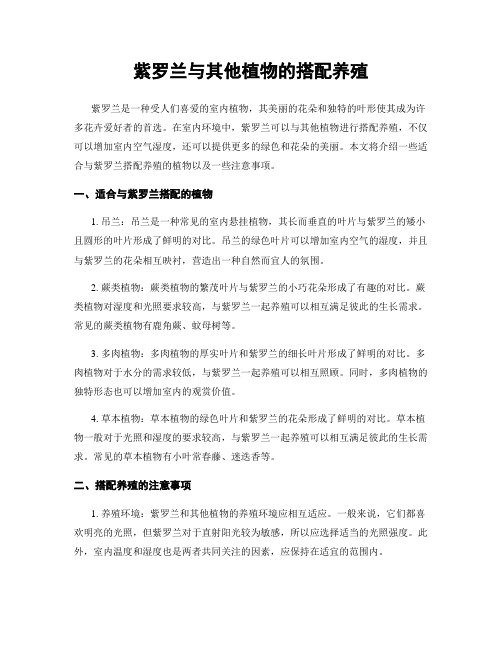 紫罗兰与其他植物的搭配养殖