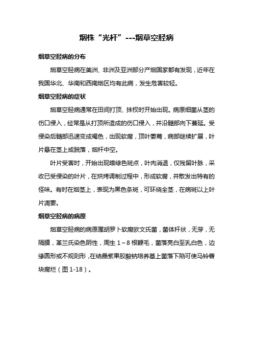 烟株“光杆”---烟草空胫病