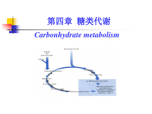 考研科目,动物生物化学   第8章 糖代谢