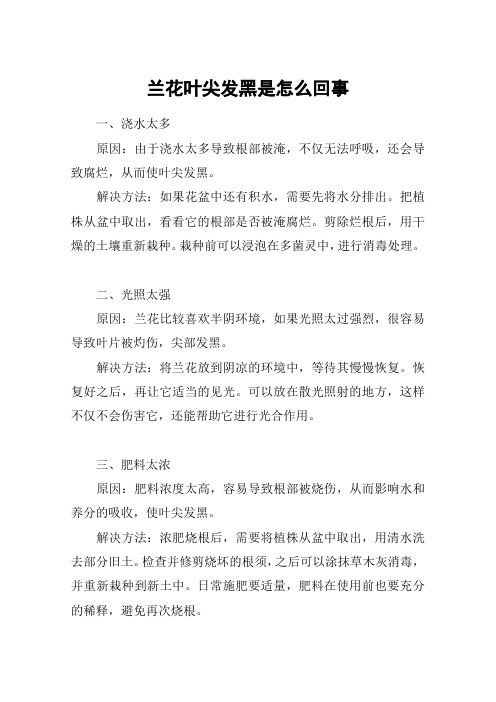 兰花叶尖发黑是怎么回事