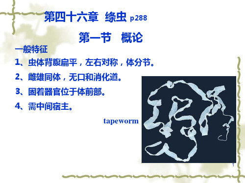 绦虫
