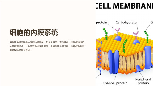 《细胞的内膜系统》课件