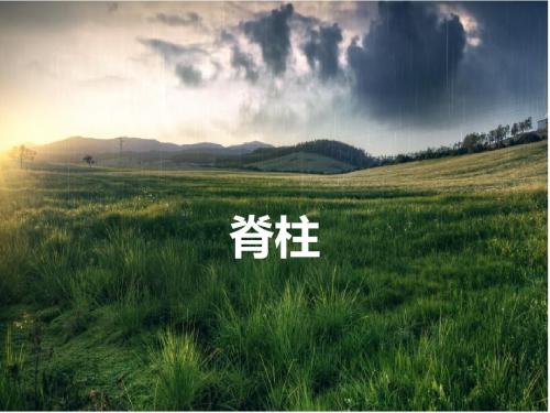 脊柱