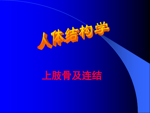 上肢骨及连结