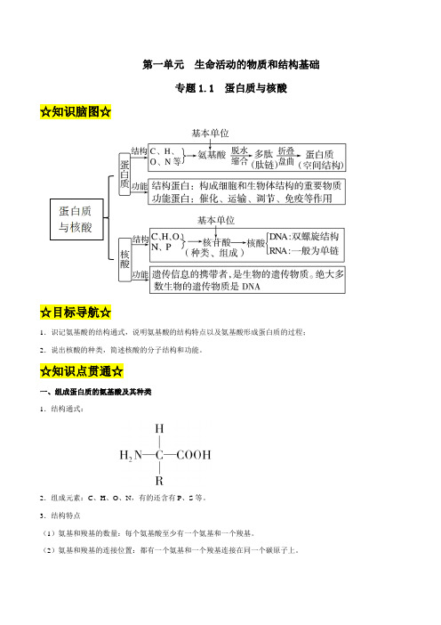 专题1.1 蛋白质与核酸(知识精讲)(解析版)