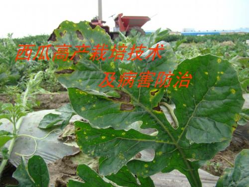 西瓜高产栽培技术及病害防治