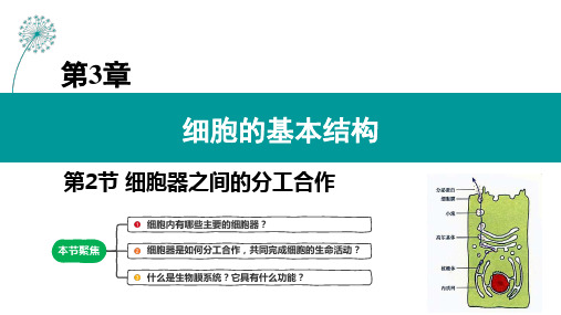 细胞器之间的分工合作(第二课时)-高一生物同步课堂