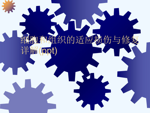 细胞和组织的适应损伤与修复详解(ppt)