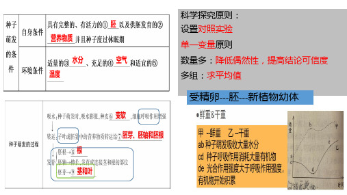 根的结构和功能课件济南版生物八年级上册