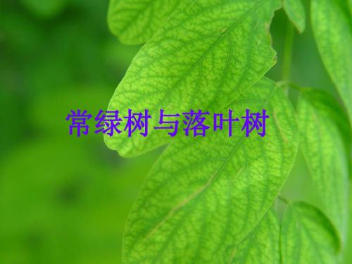 落叶树与常绿树