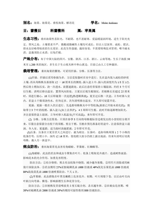 垂丝海棠介绍