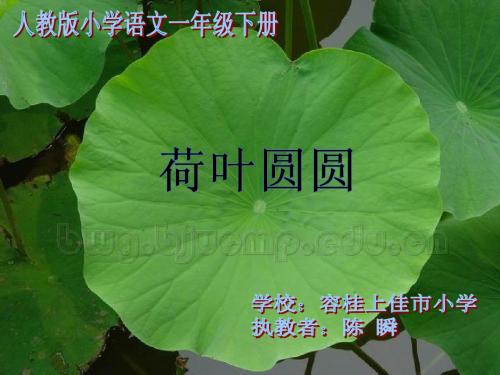 14. 荷叶圆圆