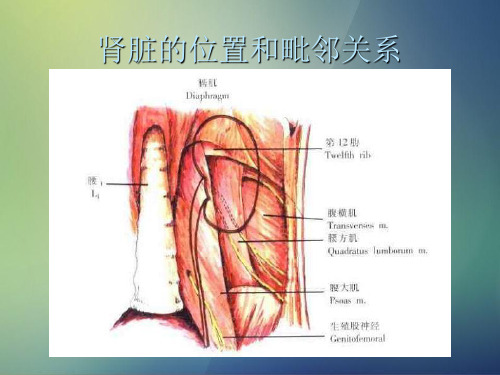 肾部分切除术图谱课件