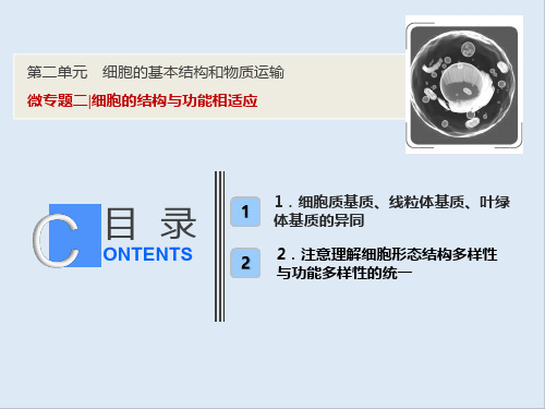 2019版一轮优化探究生物(人教版)课件：第二单元 微专题二 细胞的结构与功能相适应 