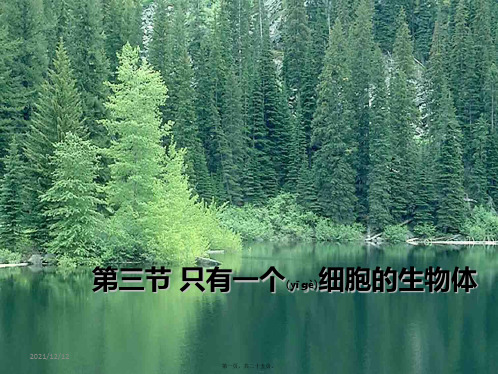 七年级生物上册 2.3.3《只有一个细胞的生物体》课件2