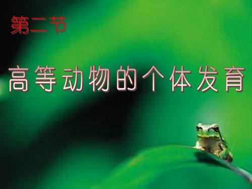 高等动物的个体发育ppt课件演示文稿