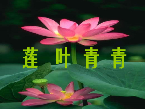 《莲叶青青》教学2精品PPT课件