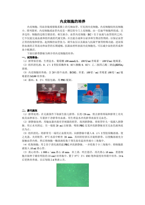 内皮细胞的培养