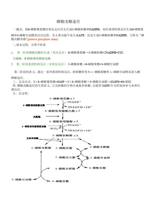 磷酸戊糖途径