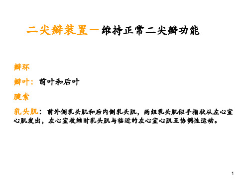 二尖瓣疾病的超声诊断PPT课件