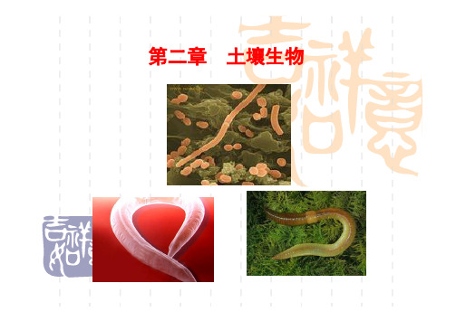 土壤生物