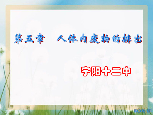 尿的形成
