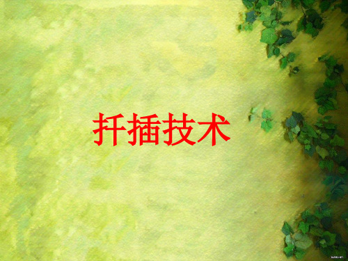 扦插方法
