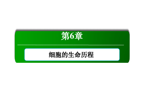2020-2021学年高中生物新教材人教版必修1：6-2 细胞的分化