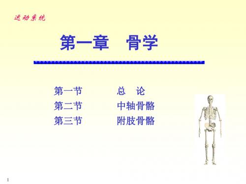 骨骼系统解剖学