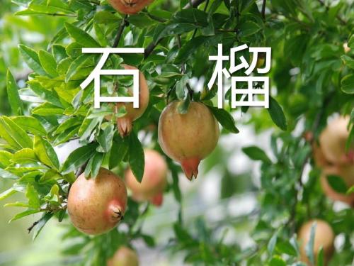 《石榴》PPT课件