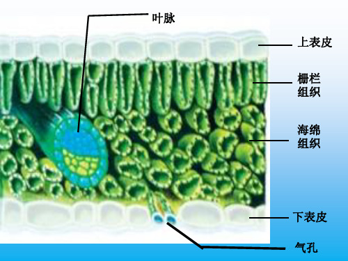 高中生物PPT课件物质出入细胞的方式