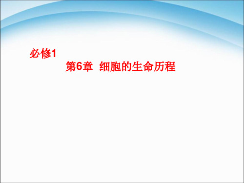 第6章--细胞生命的历程-复习课件(新人教版必修1)