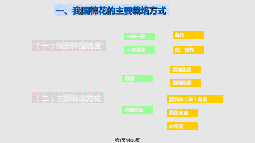 棉花栽培重点PPT课件